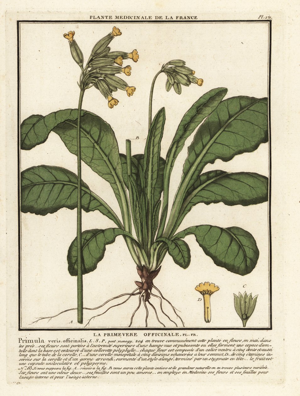 Prímula comum ou prímula, Primula veris. de Unbekannter Künstler