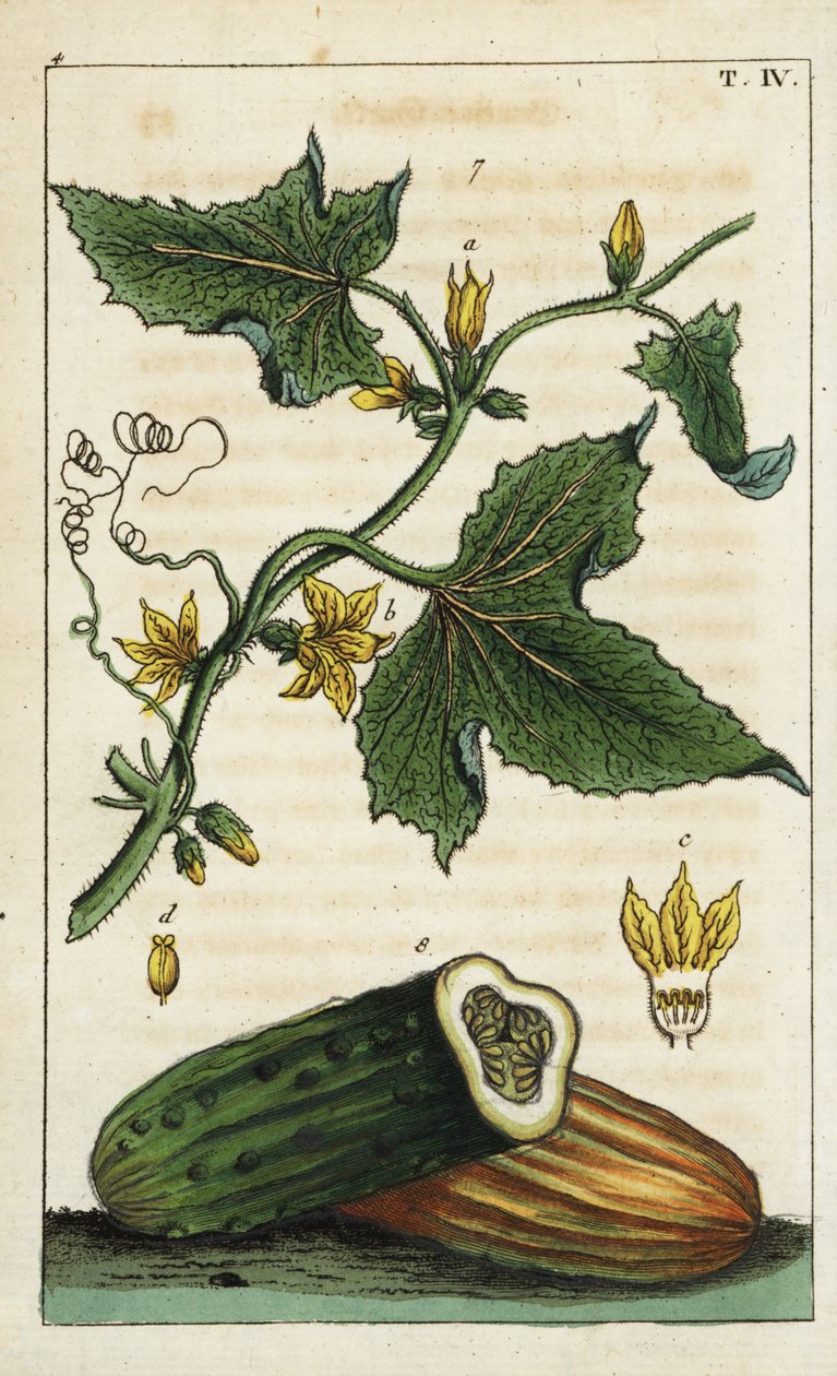 Pepino comum, Cucumis sativus. de Unbekannter Künstler