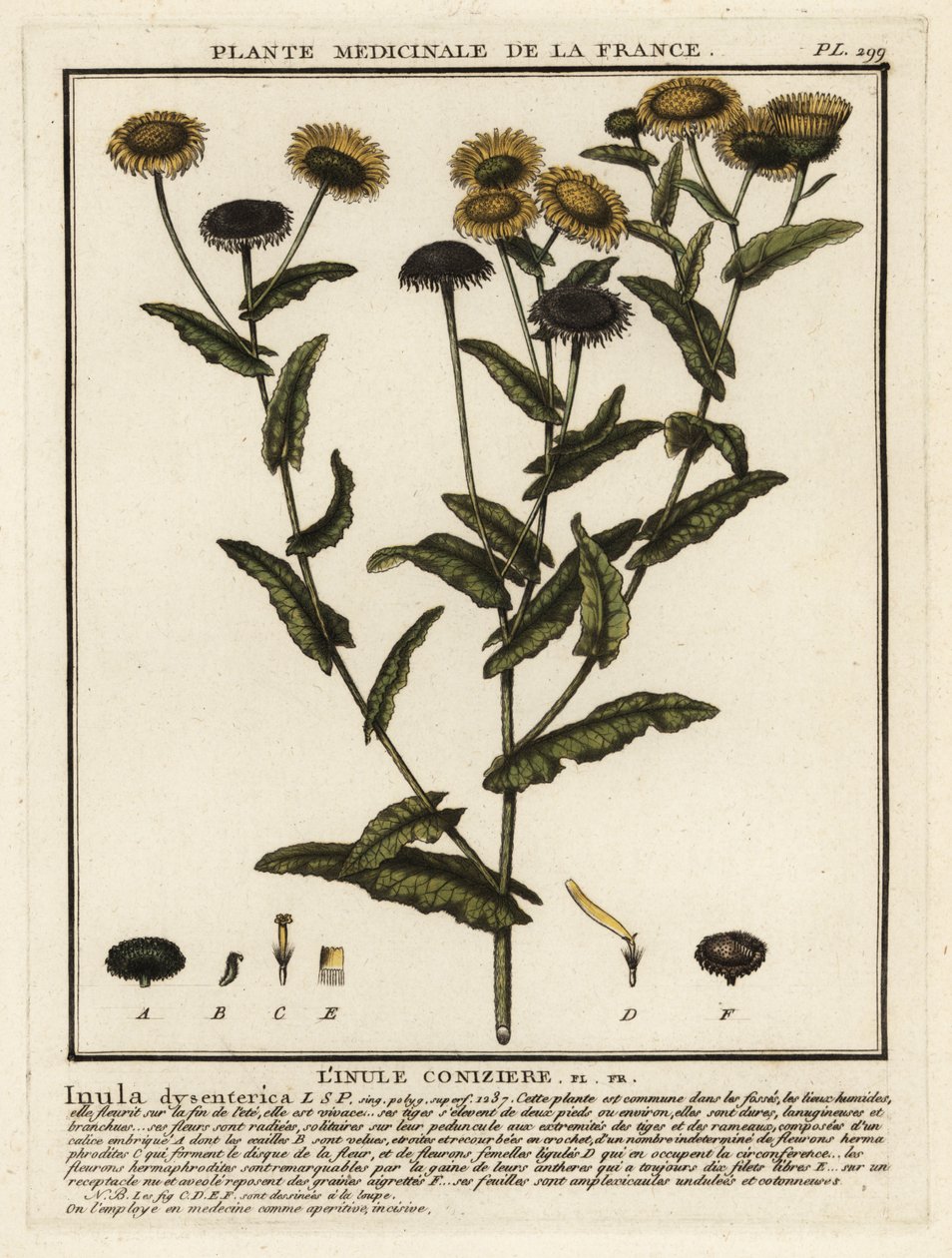 Fleabane comum, Pulicaria dysenterica. de Unbekannter Künstler