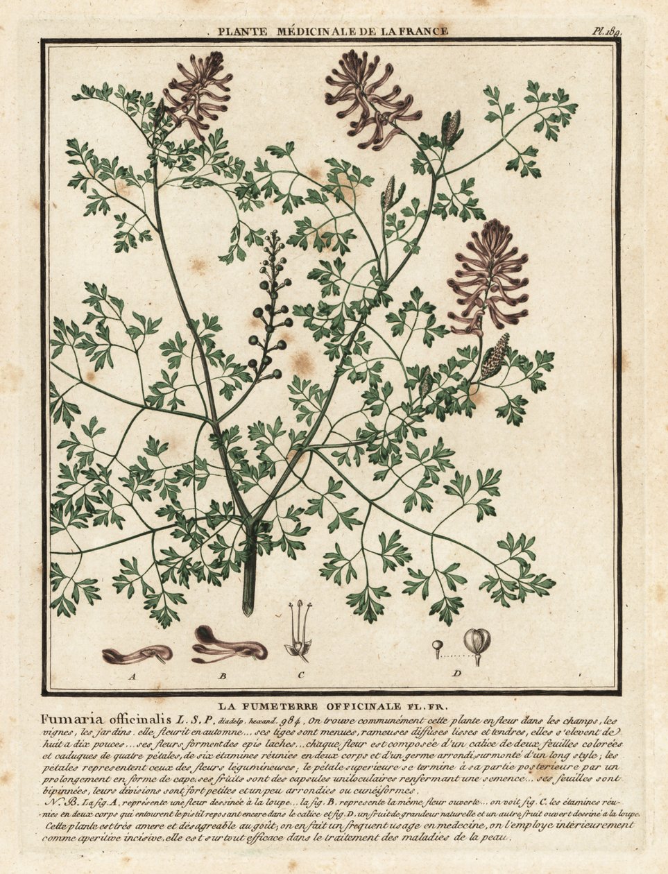 Fumaria officinalis, Fumaria officinalis. de Unbekannter Künstler