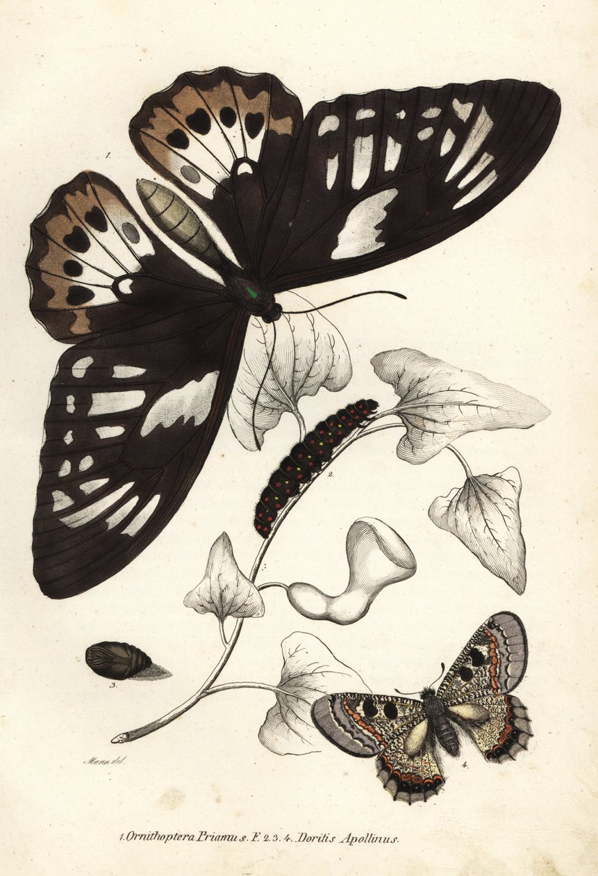 Asa de pássaro verde comum, Ornithoptera priamus, borboleta, lagarta e pupa, e falso apolo, Archon apollinus (Doritis apollinus). Litografia colorida à mão da Galeria de História Natural de Georg Friedrich Treitschke, Naturhistorischer Bildersaal des Thi de Unbekannter Künstler
