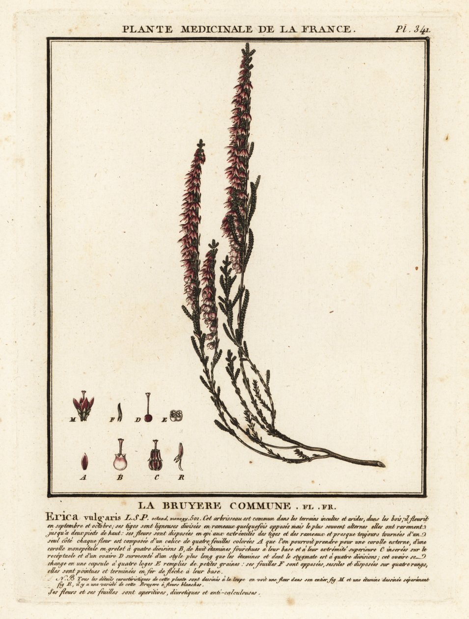 Urze comum, Calluna vulgaris. de Unbekannter Künstler
