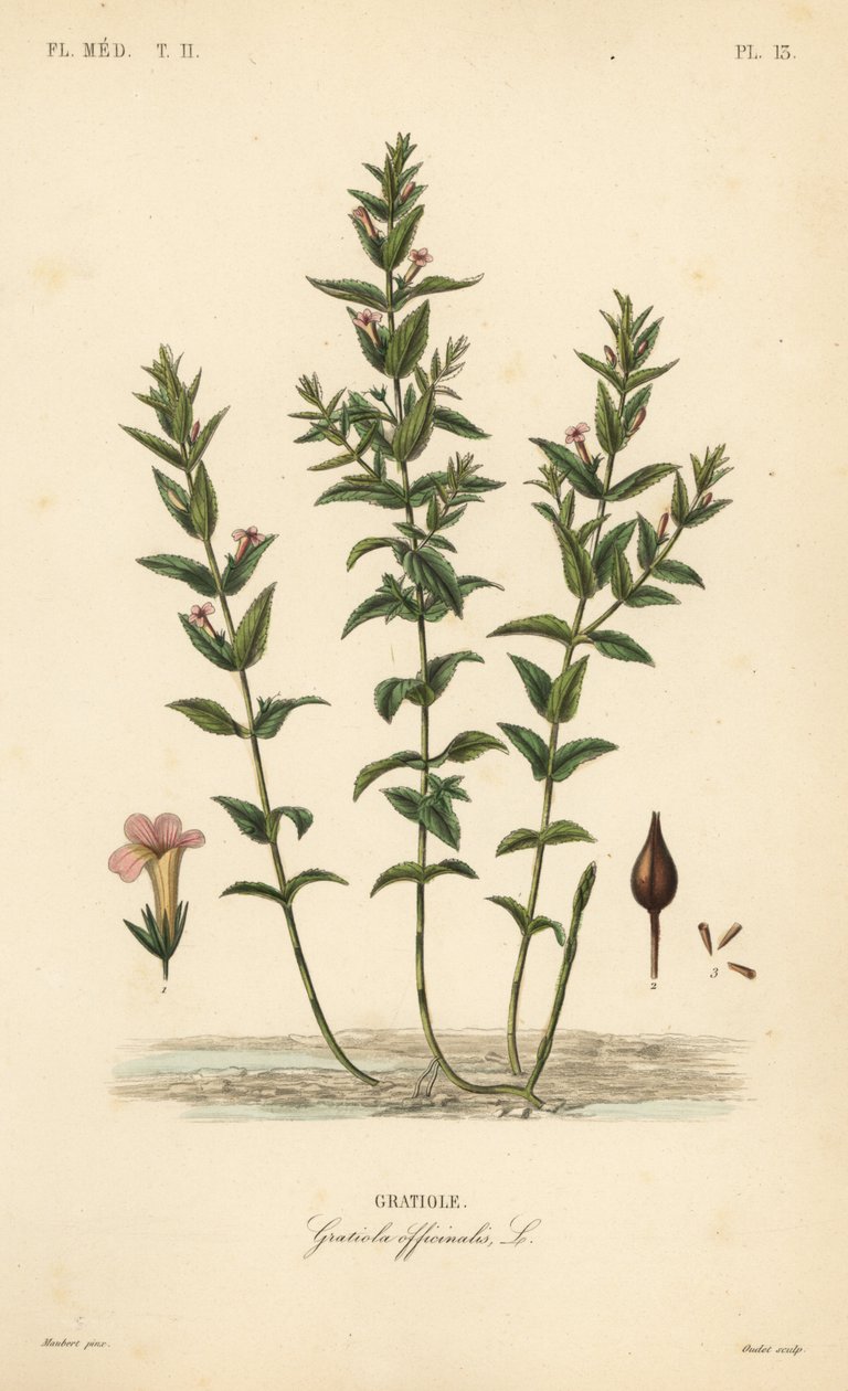 Hexissopo ou erva de graça comum, Gratiola officinalis, Gratiole de Unbekannt