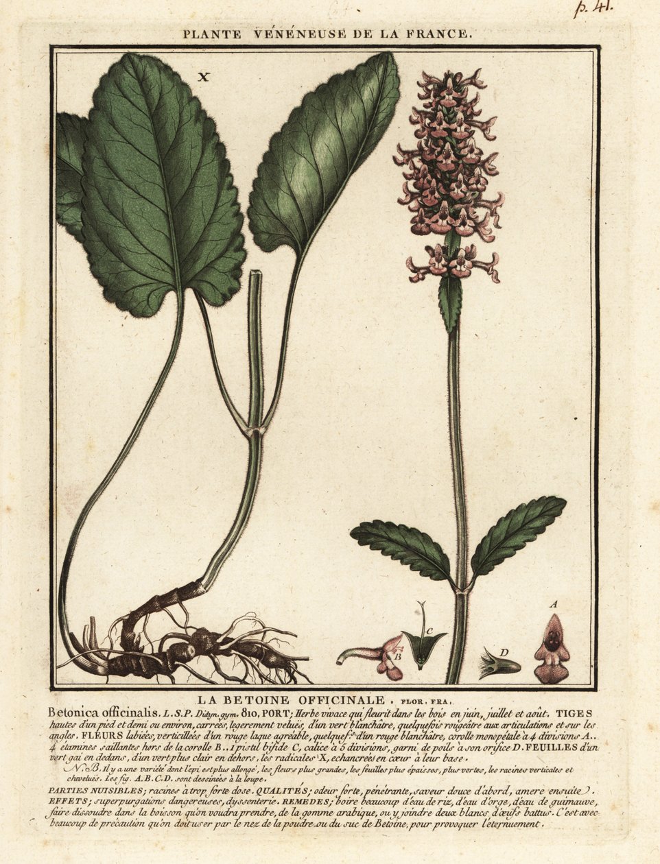 Urtiga comum, Stachys officinalis. de Unbekannter Künstler