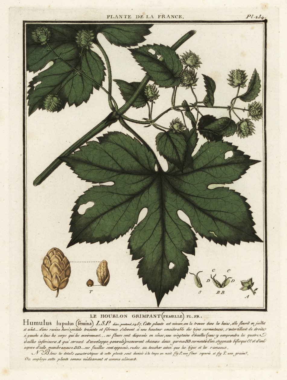 Lúpulo comum, Humulus lupulus lupulus. de Unbekannter Künstler