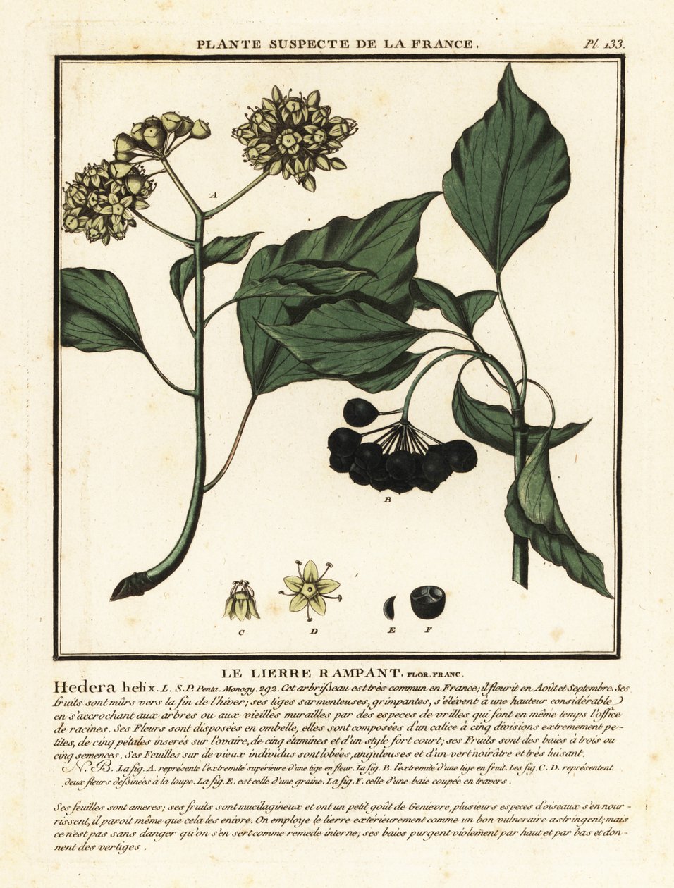 Hera helix comum, Hedera helix. de Unbekannter Künstler