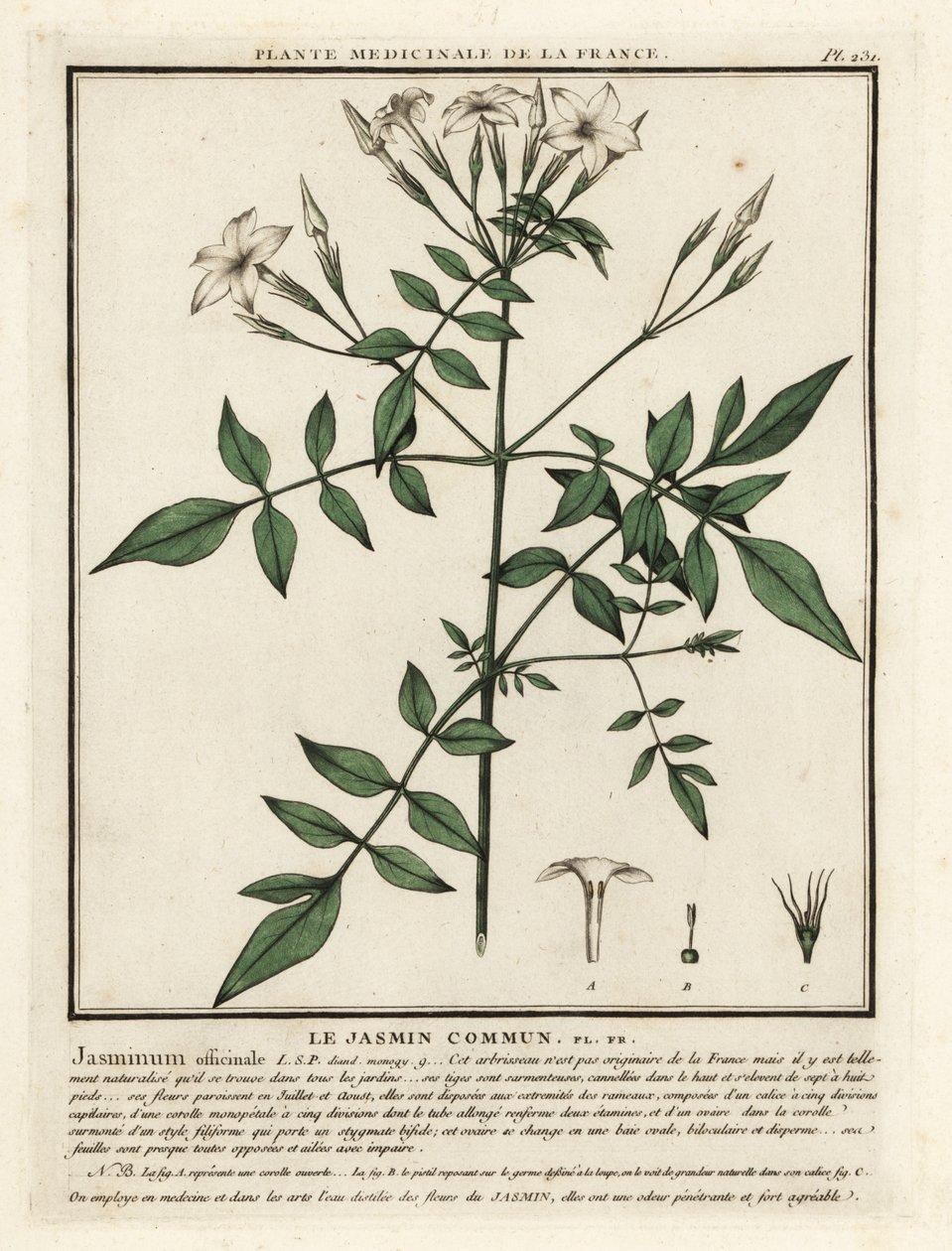 Jasmim comum, Jasminum officinale. de Unbekannter Künstler
