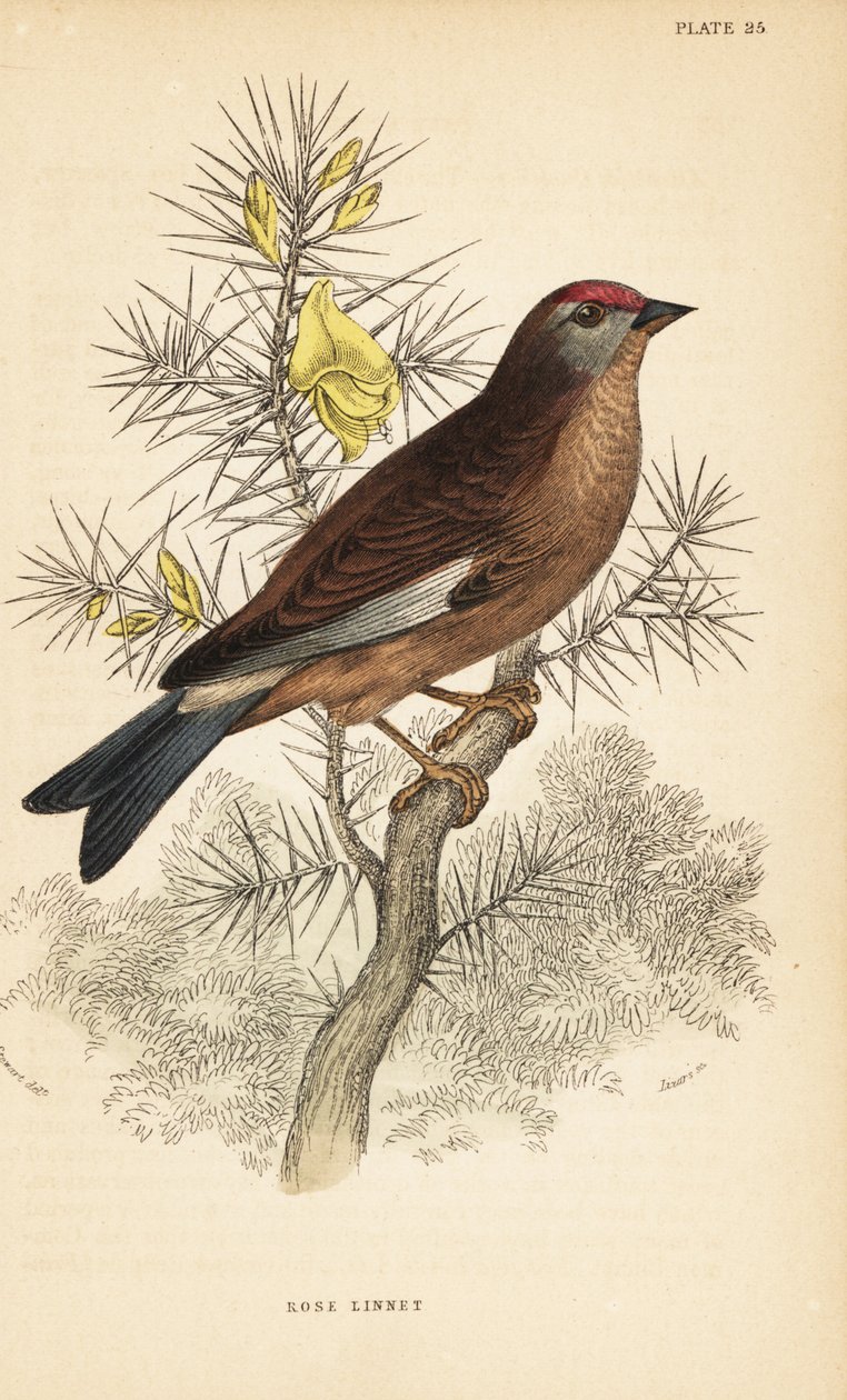 Linnet comum, Linaria cannabina, empoleirado em um galho.1889 (gravura) de Unbekannter Künstler