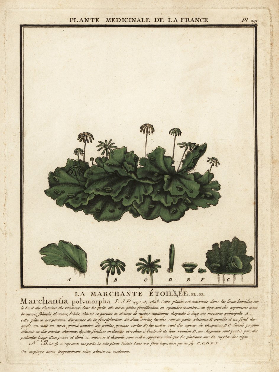 Hepática comum, Marchantia polymorpha. de Unbekannter Künstler