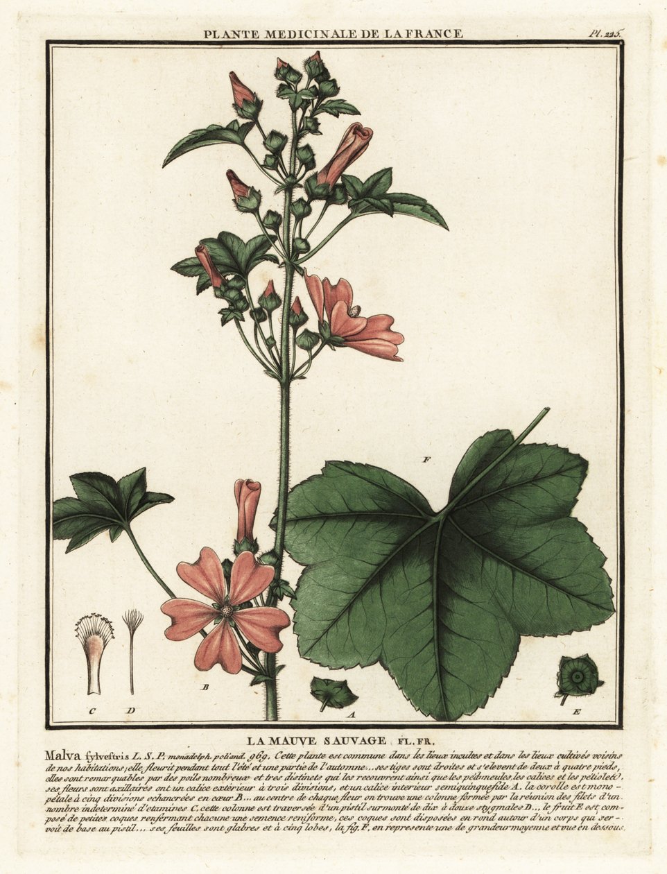 Malva sylvestris, malva sylvestris comum. de Unbekannter Künstler