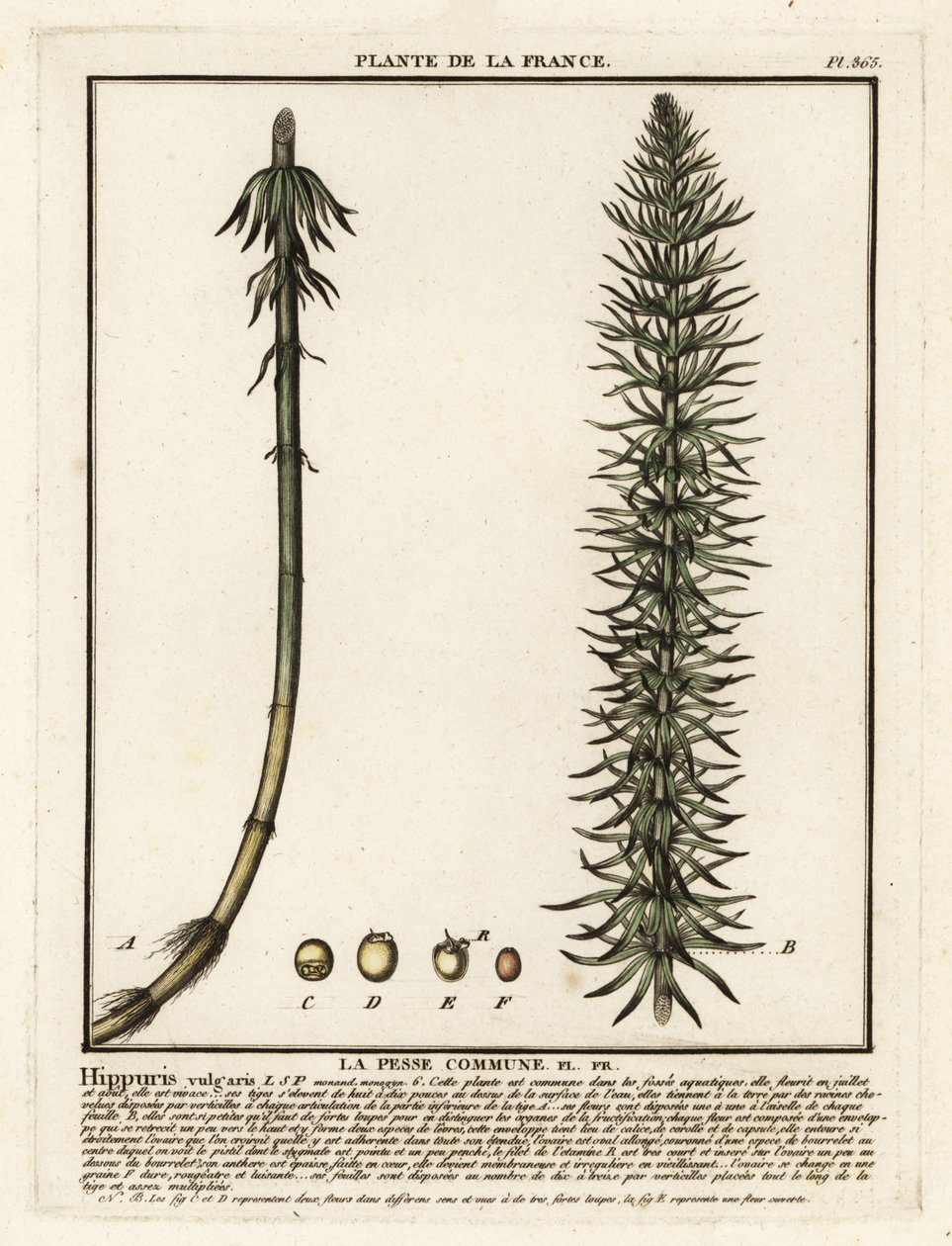 Rabo de égua comum, Hippuris vulgaris. de Unbekannter Künstler