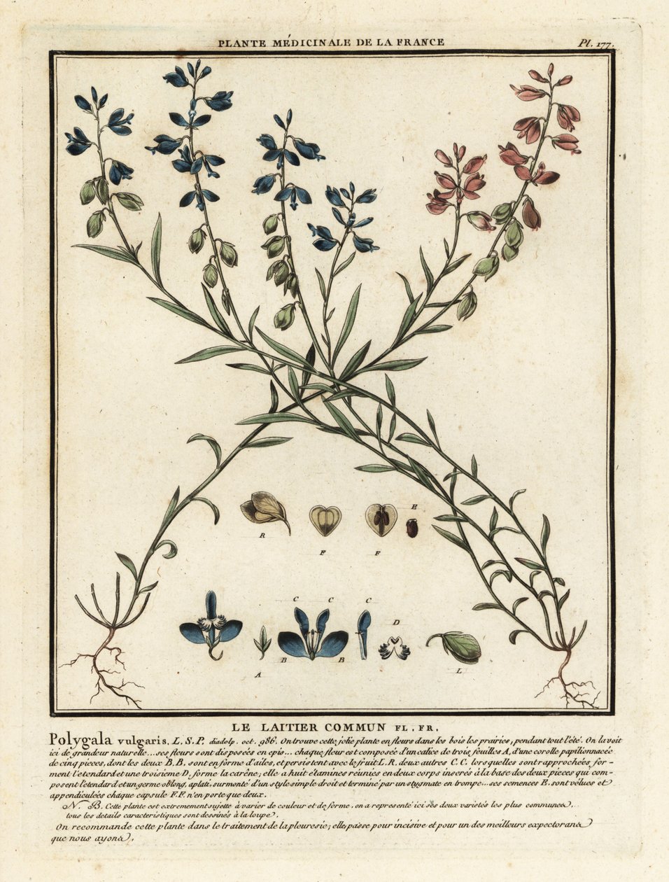 Milkwort comum, Polygala vulgaris. de Unbekannter Künstler