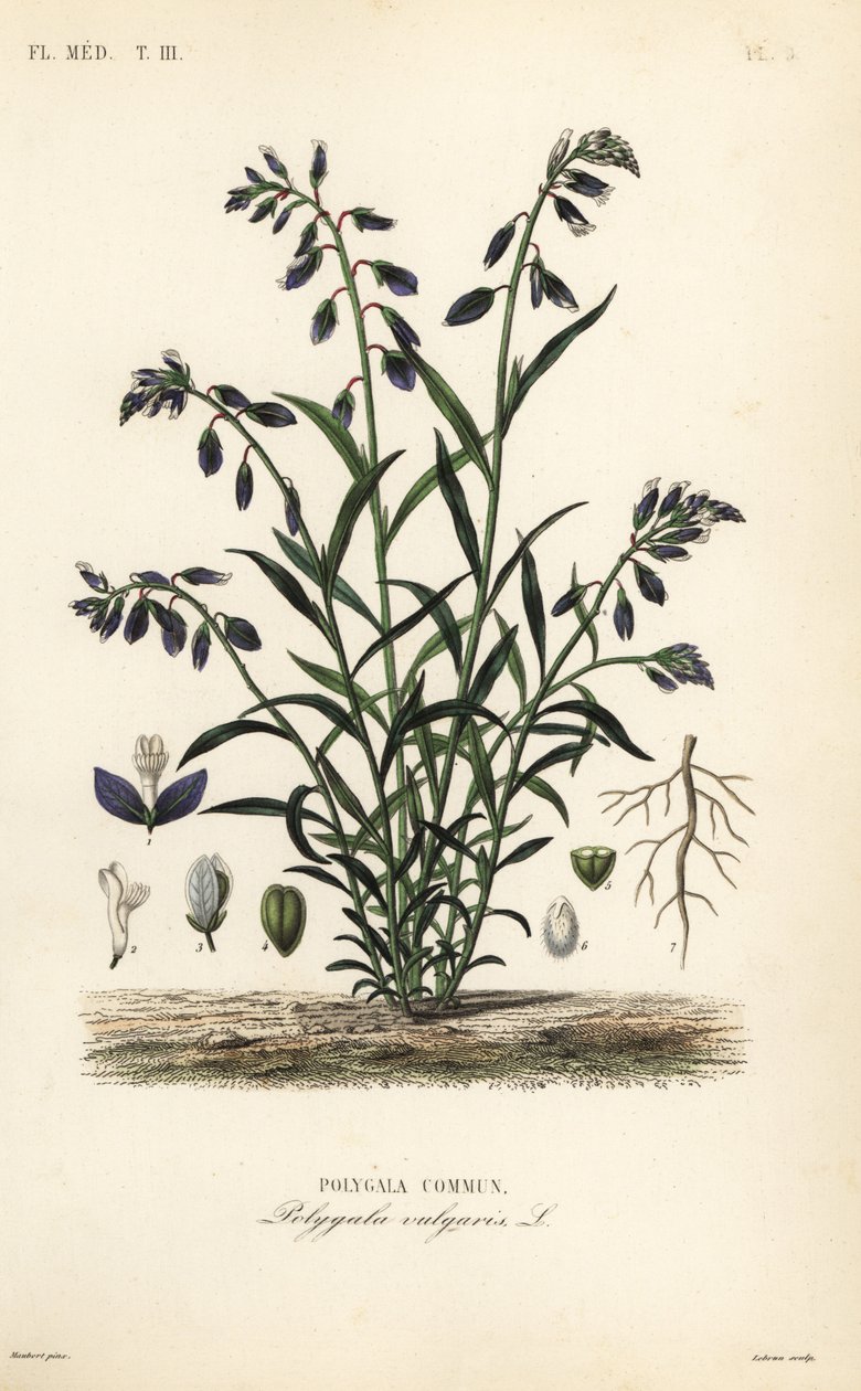 Mosto de leite comum, Polygala vulgaris, Polygala commun de Unbekannt