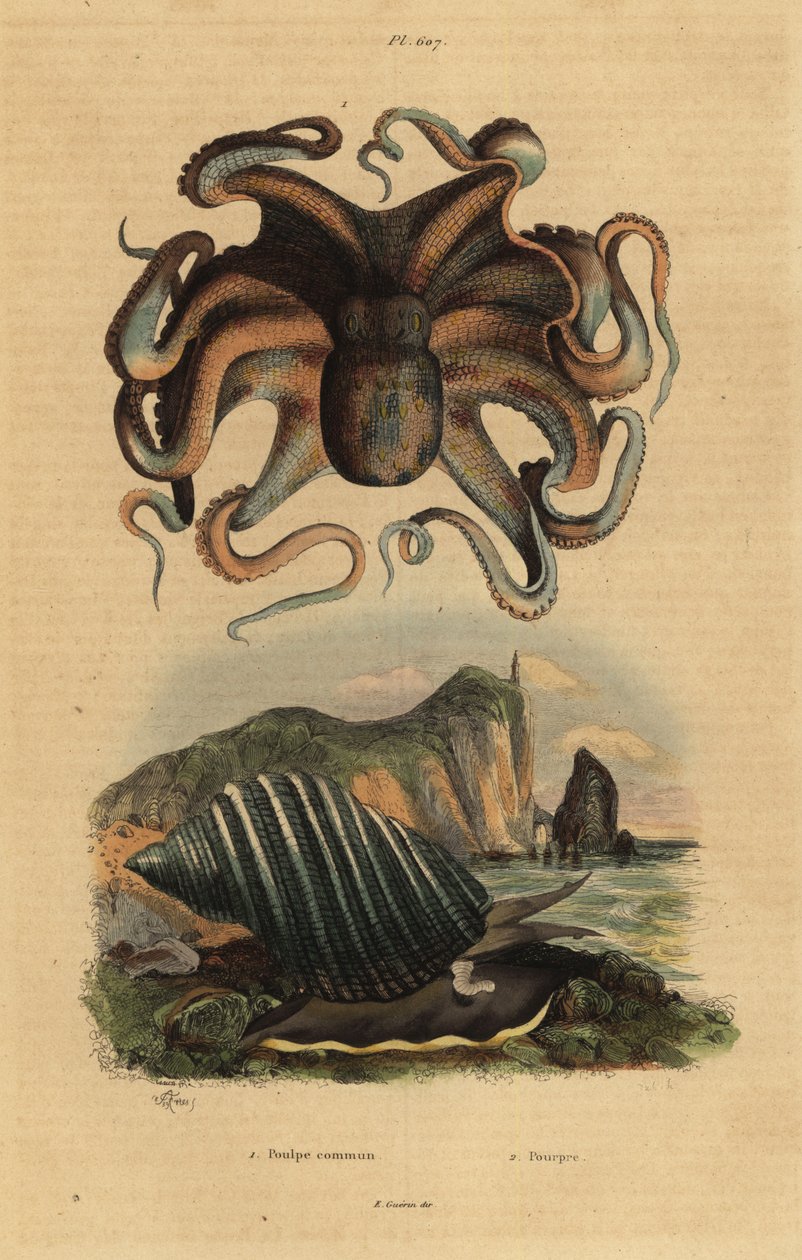Polvo comum, Polvo vulgaris 1, e caracol marinho, Dicathais orbita 2 de Unbekannt