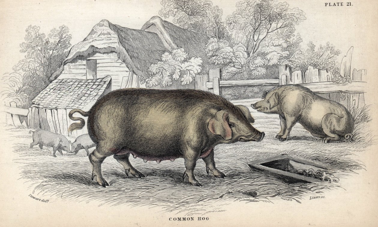 Porco comum (Sus domestica) numa pocilga. Gravura em cobre de William Lizars, baseada num desenho de James Stewart, publicada na Naturalist Library: mammals, pachyderms and quadrupedes with fine skin, editada por W. H. Lizars, em Edimburgo, Escócia de Unbekannter Künstler