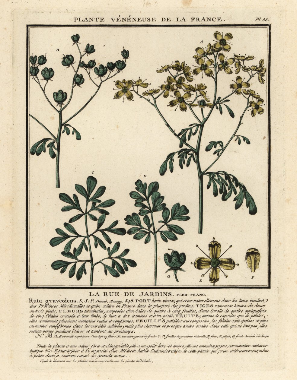 Arruda comum, Ruta graveolens. de Unbekannter Künstler