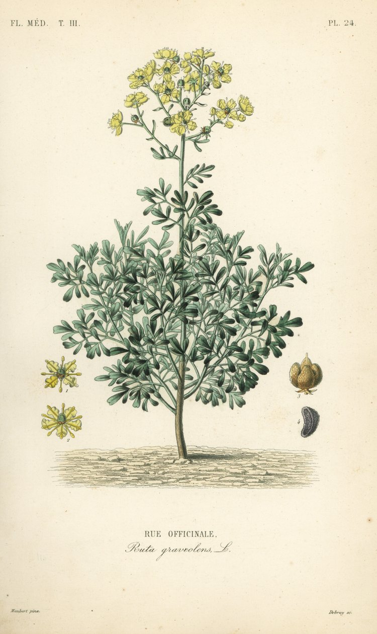 Arruda ou erva de graça, Ruta graveolens, Rue officinale de Unbekannt