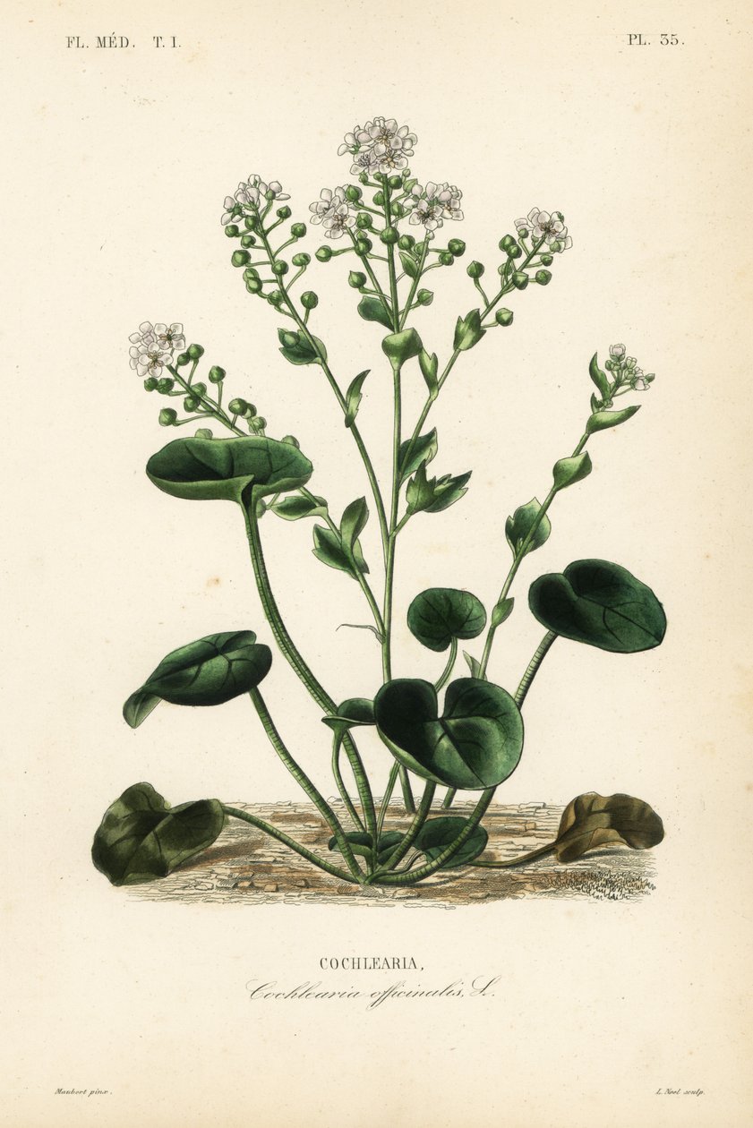 Erva-cidreira comum ou colherada, Cochlearia officinalis, Cochlearia de Unbekannt