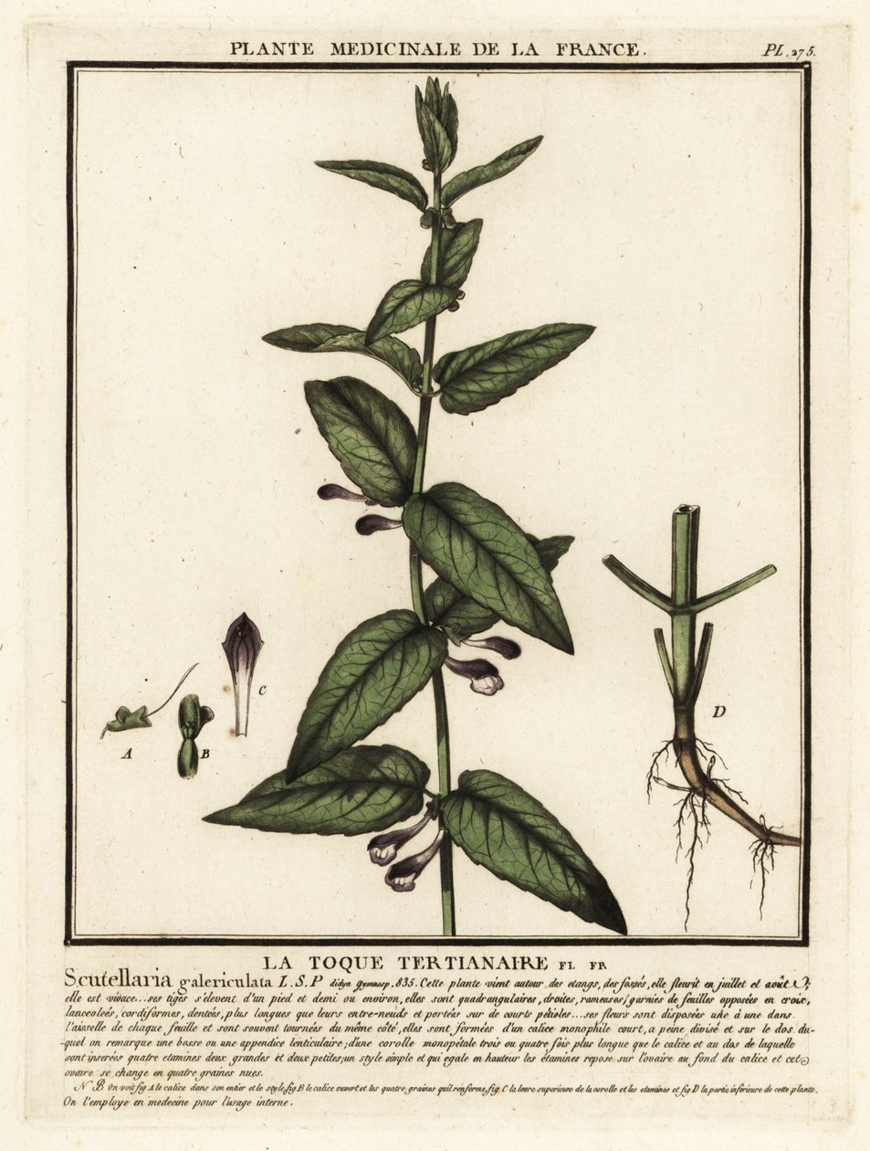 Skullcap comum, Scuttelaria galericulata. de Unbekannter Künstler