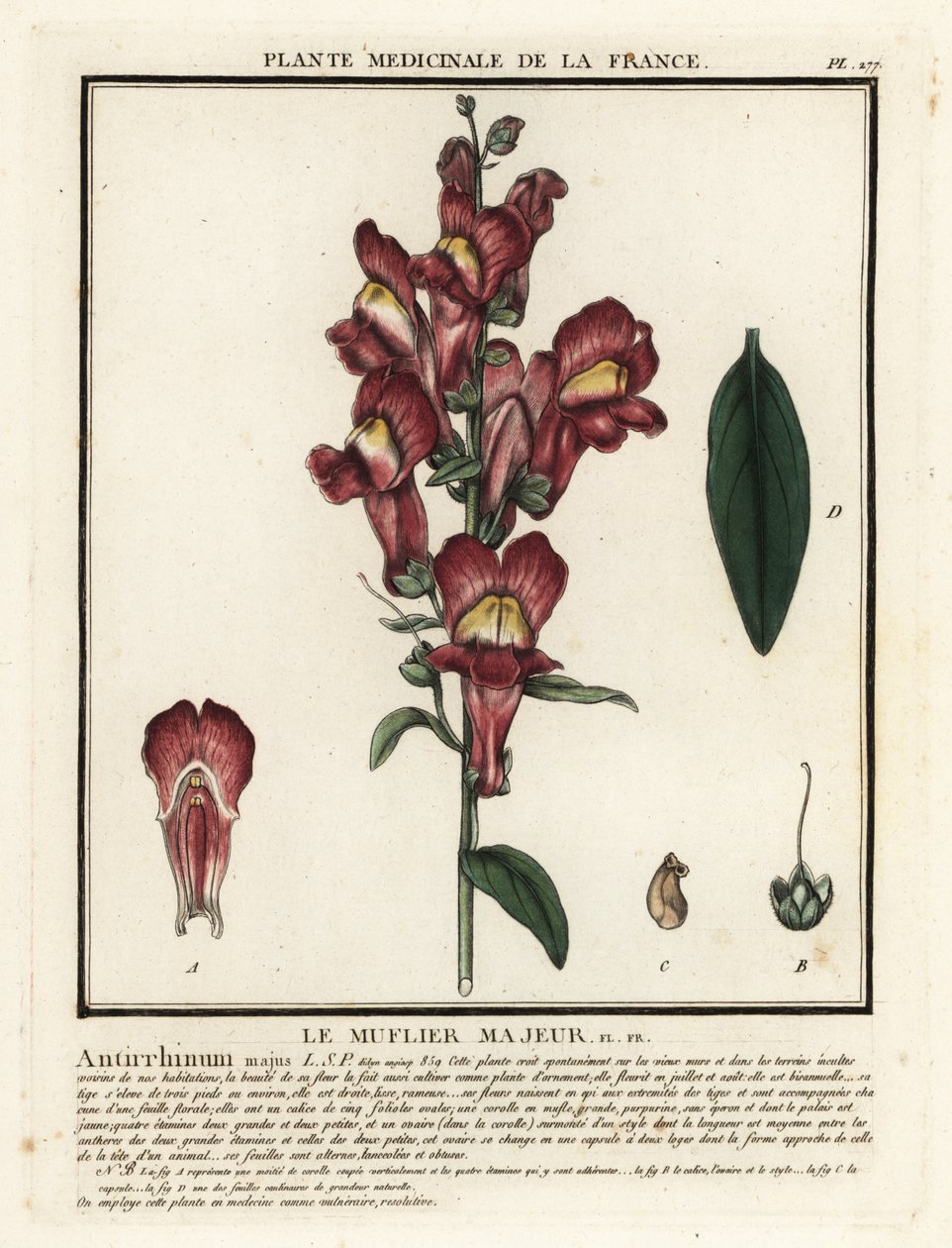 Snapdragon comum, Antirrhinus majus. de Unbekannter Künstler