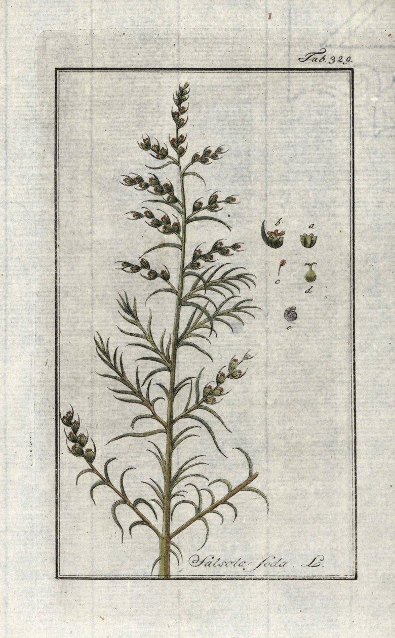 Soda comum (Salsola soda). Litografia de "Afbeelding der Artseny-Gewassen" de Johannes Zorn (1739-1799), Países Baixos de Unbekannter Künstler