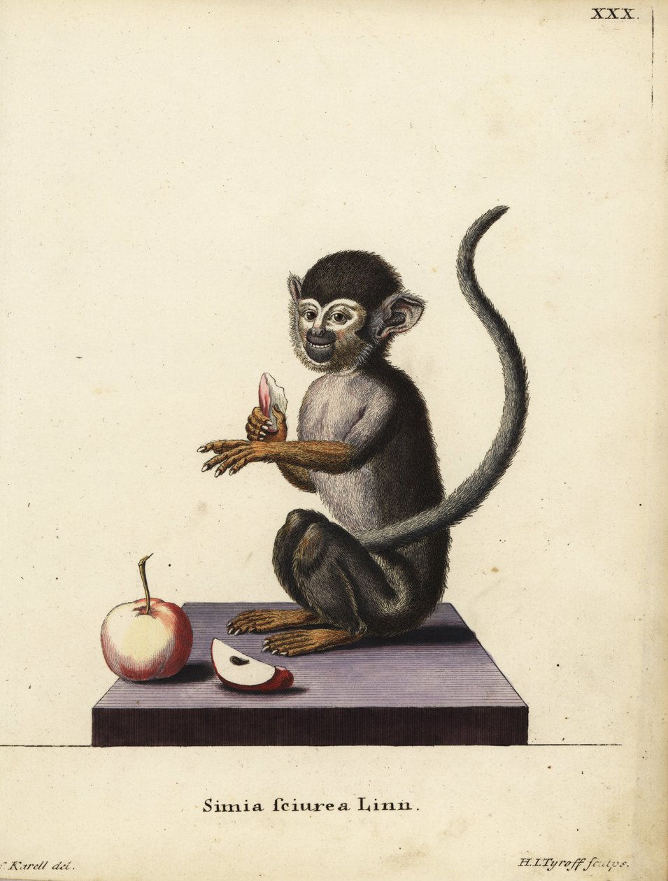 Macaco esquilo comum, Saimiri sciureus. Simia sciurea Linn. Gravura em chapa de cobre colorida à mão, de Hermann Jakob Tyroff, a partir de uma ilustração de Joseph Karell da obra Animal Illustrations after Nature, ou Schreber