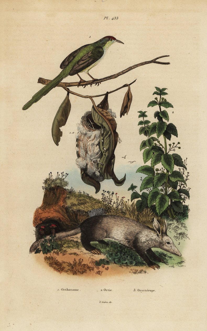 Alfaiate comum, Orthotomus sutorius com ninho, urtiga, Urtica dioica e aardvark, Orycteropus afer de Unbekannt