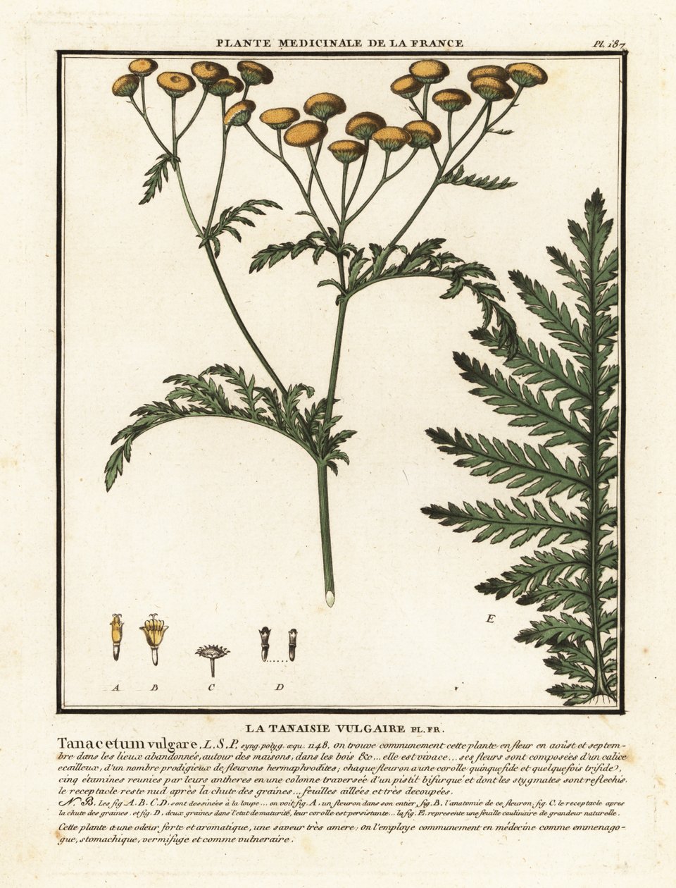 Tanacetum vulgare, Tanacetum vulgare, Tanacetum vulgare. de Unbekannter Künstler