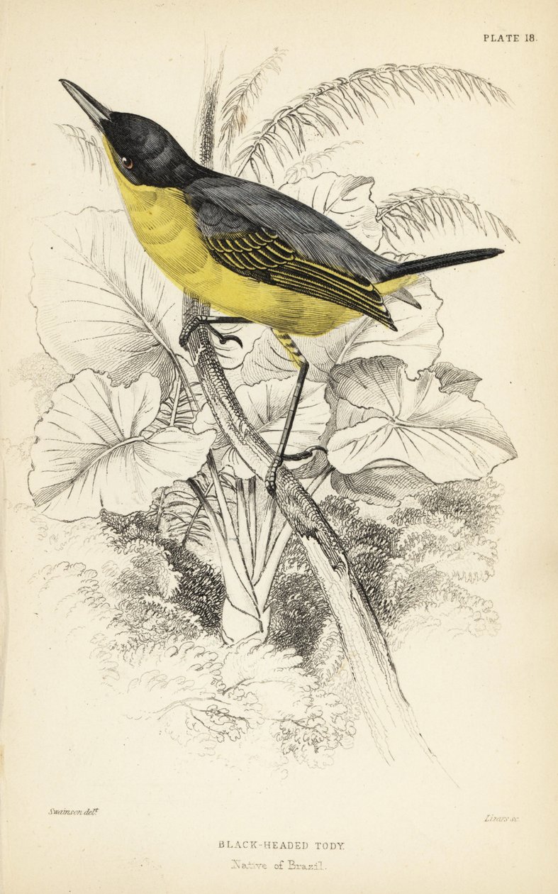 Todirostrum cinereum (Todus melanocephalus). Gravura em metal aço colorida à mão por William Lizars a partir de uma ilustração de William Swainson da Naturalist