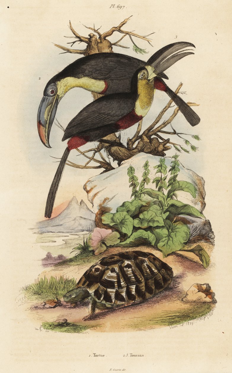 Tartaruga comum, Testudo graeca 1, tucano de peito sulfuroso, Ramphastos sulfuratus 2, e tucano de garganta branca, Ramphastos tucanus 3, Tortue, Toucans de Unbekannt