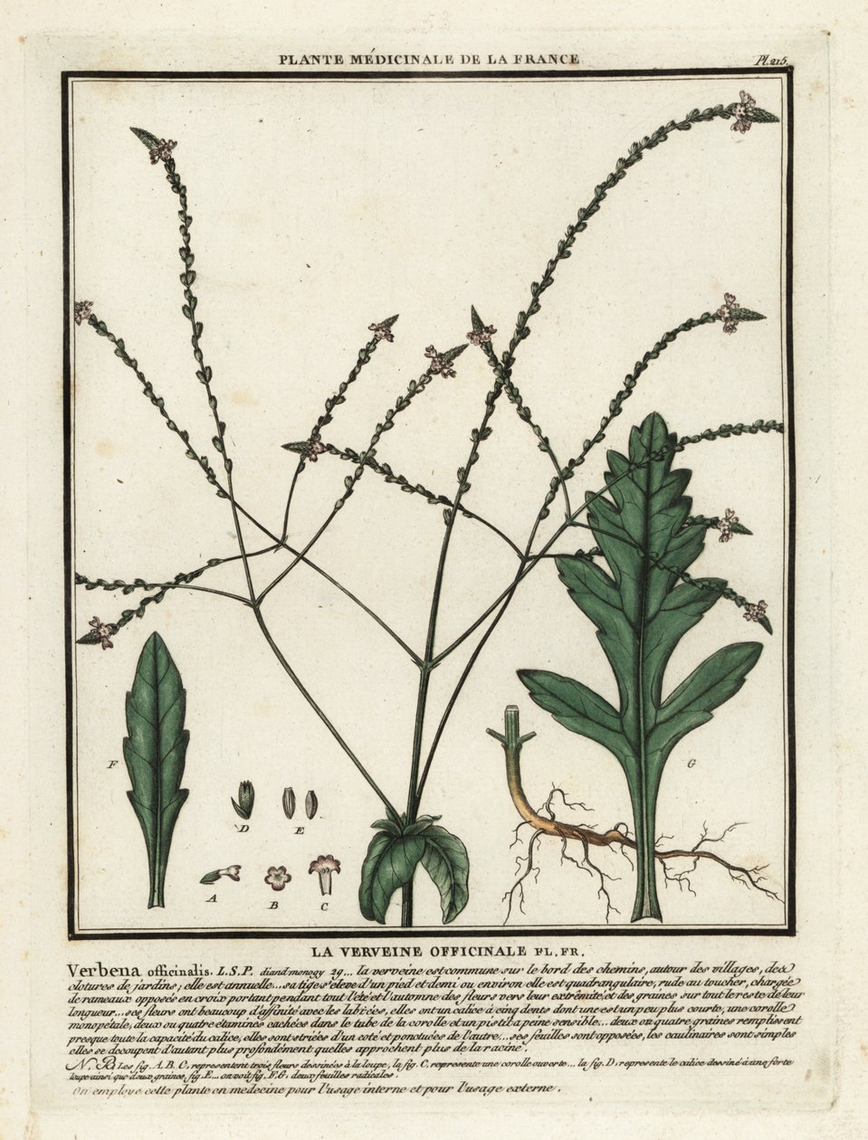 Verbena comum, Verbena officinalis. de Unbekannter Künstler