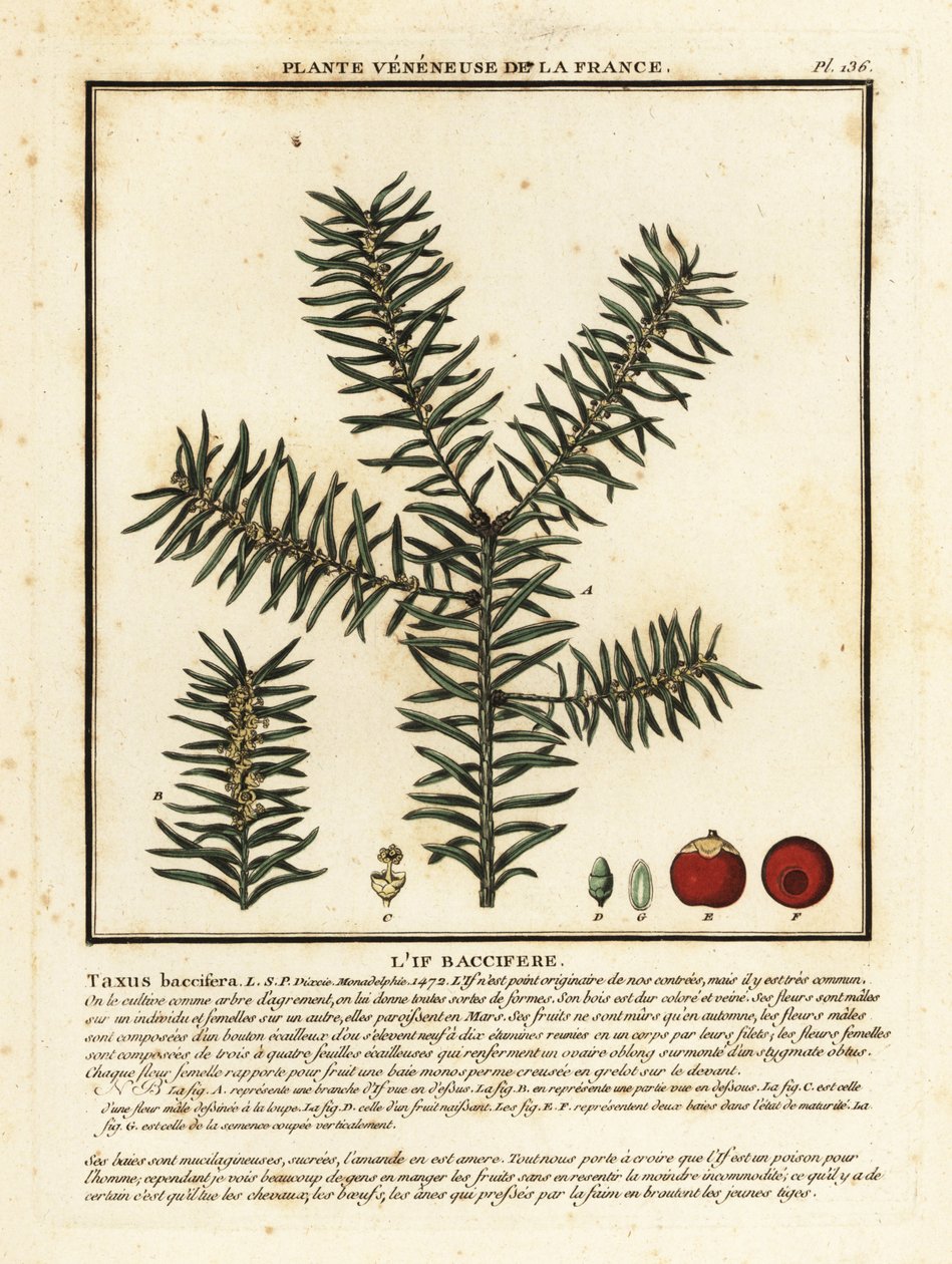 Teixo comum ou teixo inglês, Taxus baccata. de Unbekannter Künstler