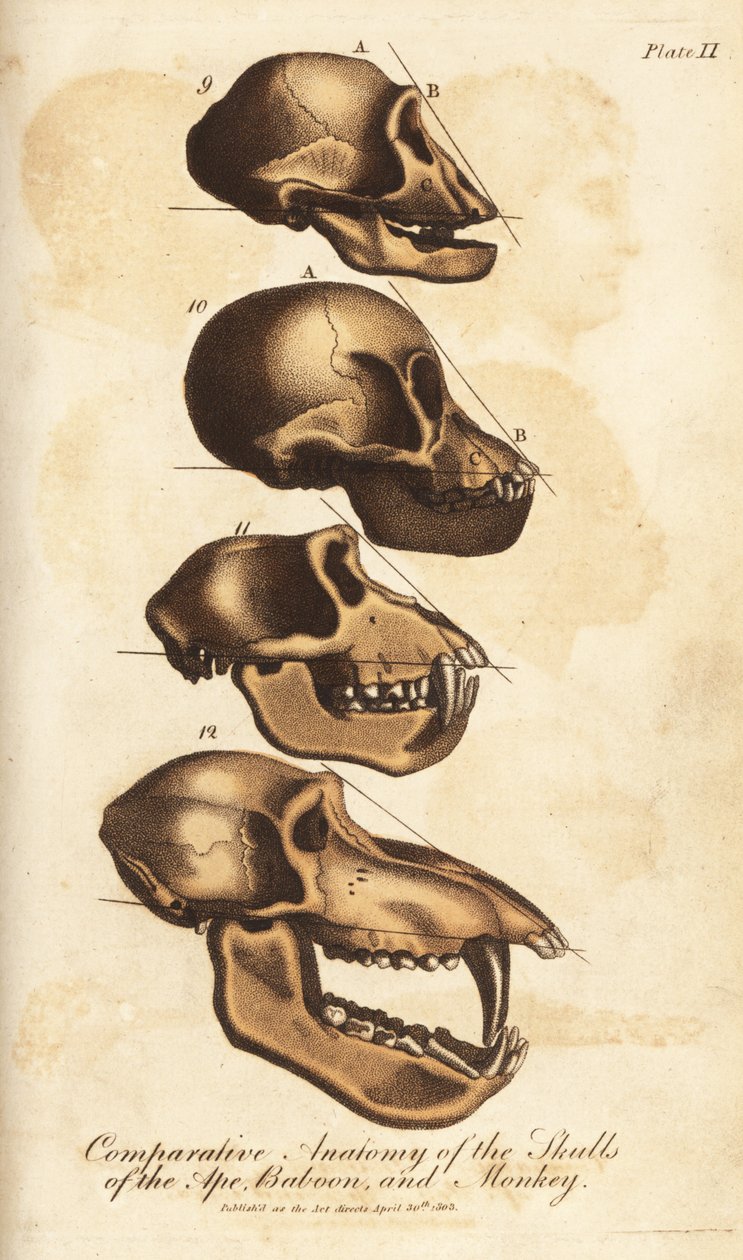 Anatomia comparada dos crânios do macaco, do babuíno e do macaco - Gravura em chapa de cobre colorida à mão do Sistema Universal de História Natural de Ebenezer Sibly, Londres de Unbekannter Künstler