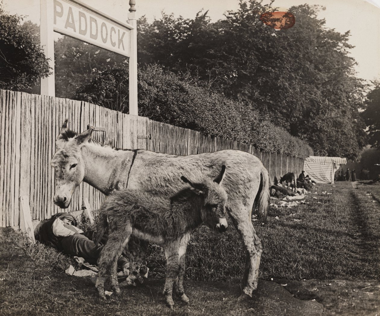 Composto por dois burros, c 1909 de Unbekannt