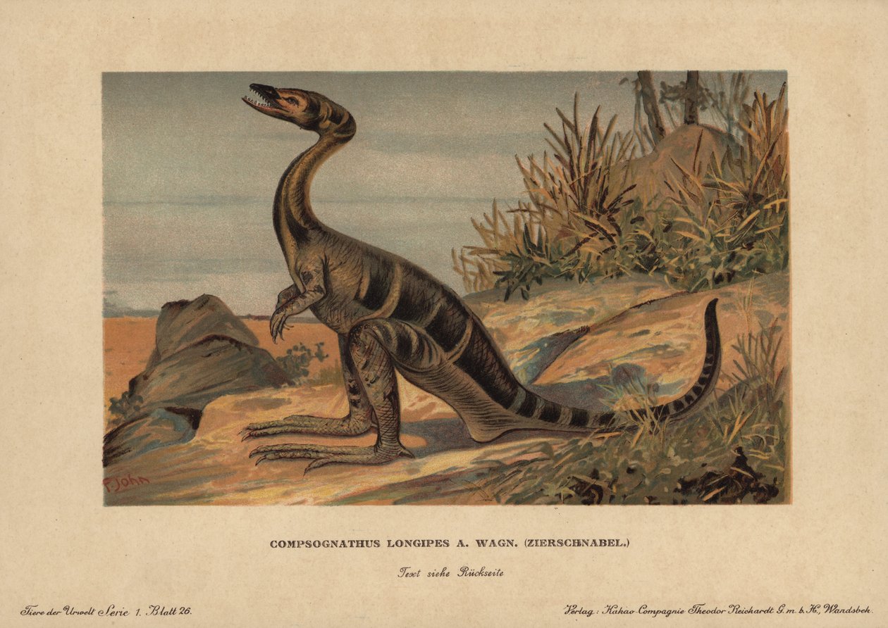 Compsognathus longipes, um género de pequenos dinossauros bípedes carnívoros do Jurássico. Cromolitografia de F. John (série animais pré-históricos da Reichardt Cocoa Company), originalmente publicada em "Animals of the Prehistoric World" de Unbekannter Künstler