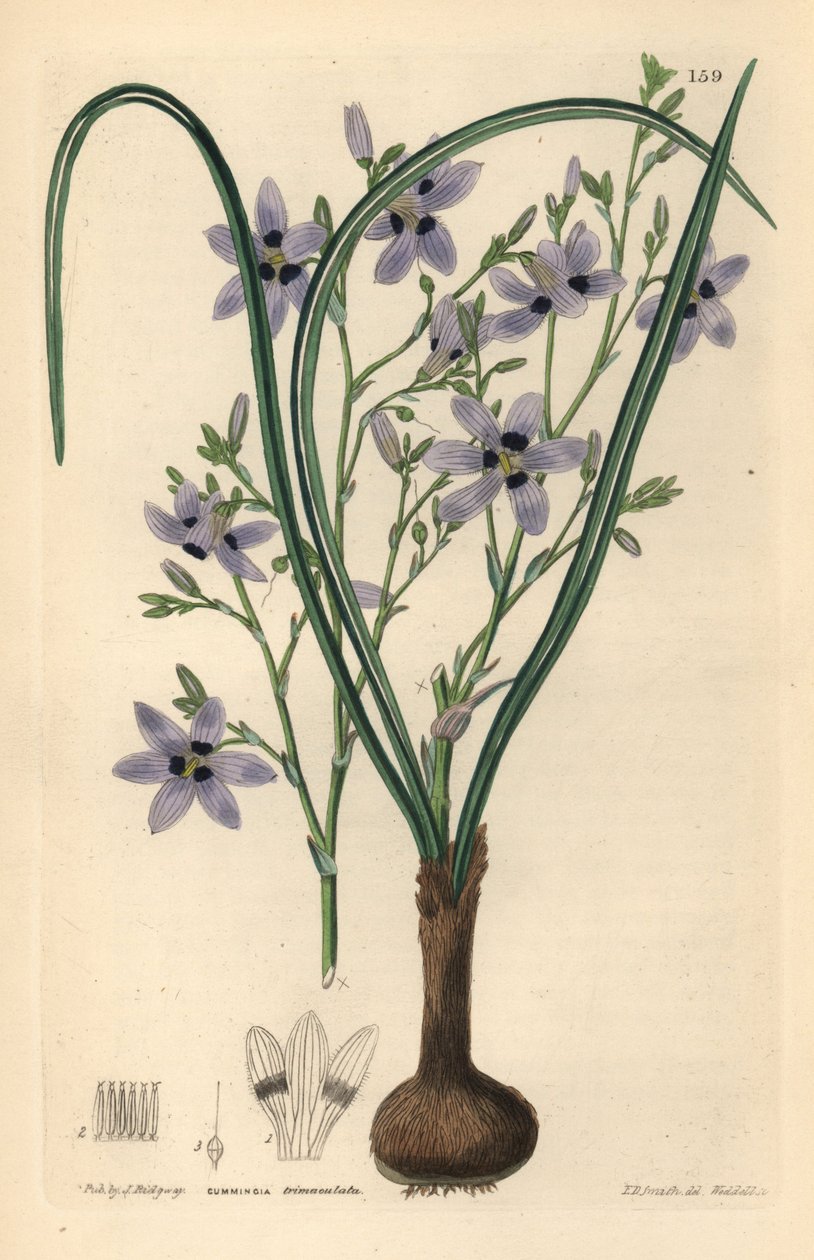 Conanthere - Conanthera trimaculata (Cummingia trimaculata). Gravura em chapa de cobre colorida à mão por Weddell depois de Edwin Dalton Smith do Ornamental Flower Garden and Shrubbery de John Lindley e Robert Sweet, G. Willis, Londres de Unbekannter Künstler