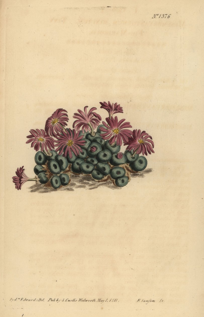 Conophytum minutum (Minúsculo figo marigold, Mesembryanthemum minutum) de Unbekannt