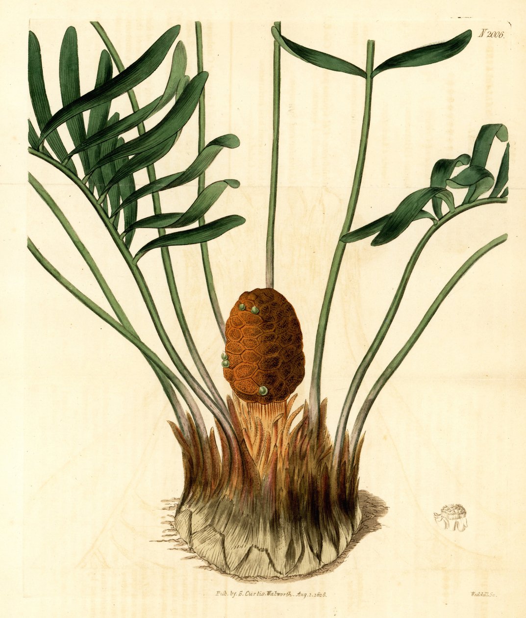 Coontie, Zamia pumila var. male. Gravura em chapa de cobre colorida à mão por Weddell da Samuel Curtis