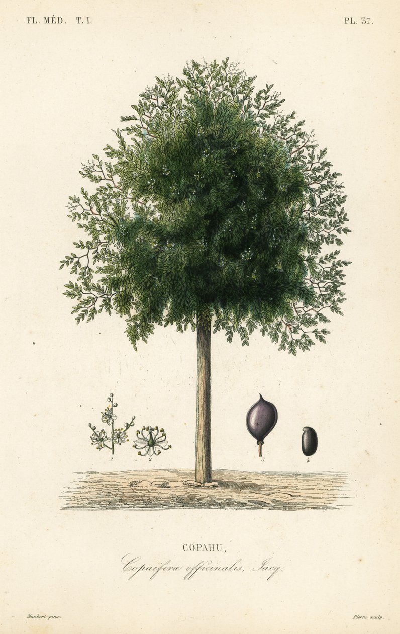 Copaiba tree, Copaifera officinalis, Copahu de Unbekannt