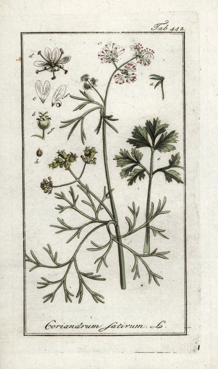 Coentros (Coriandrum sativum). Litografia de "Afbeelding der Artseny-Gewassen" de Johannes Zorn (1739-1799), Países Baixos de Unbekannter Künstler