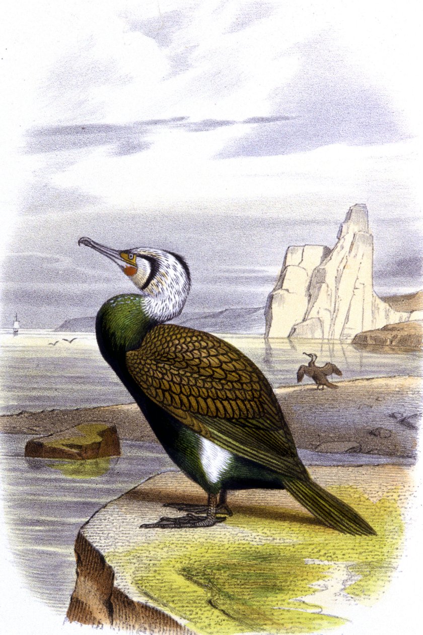 Cormorão, c.1850 (litografia) de Unbekannter Künstler