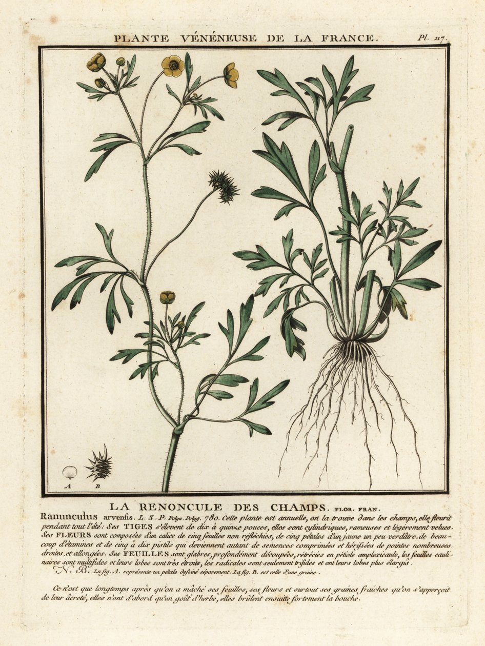 Ranúnculo de milho, Ranunculus arvensis. de Unbekannter Künstler