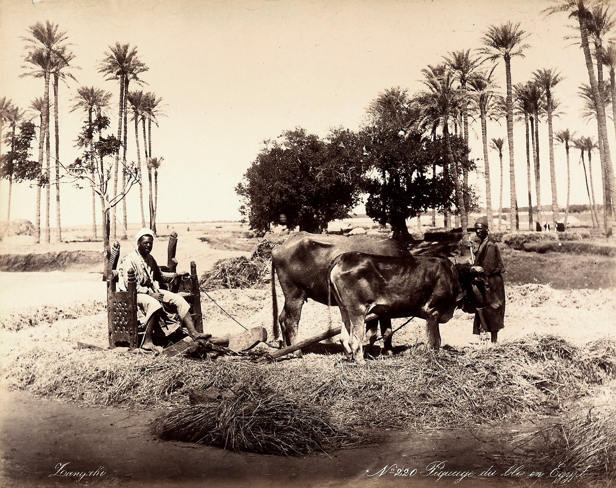 Colheita do milho no Egipto. de Unbekannter Künstler
