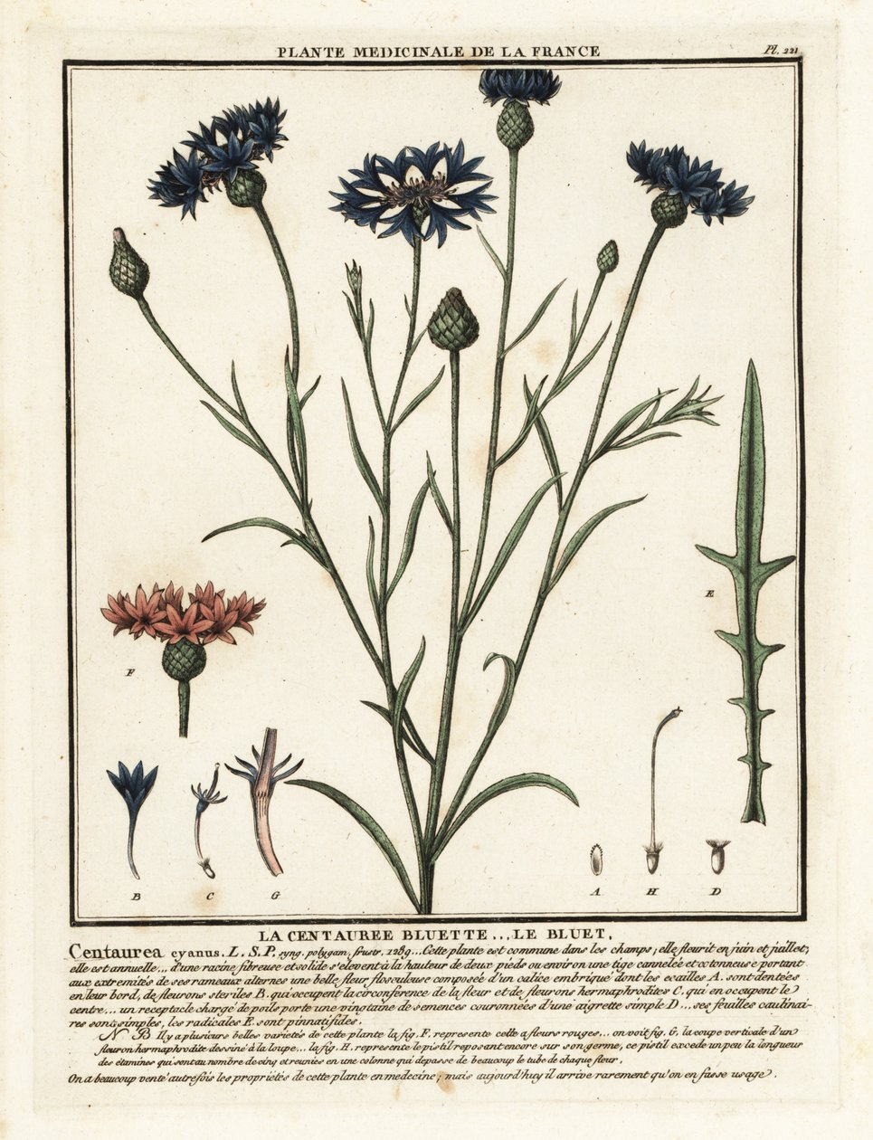 Cornflower, Cyanus segetum. de Unbekannter Künstler