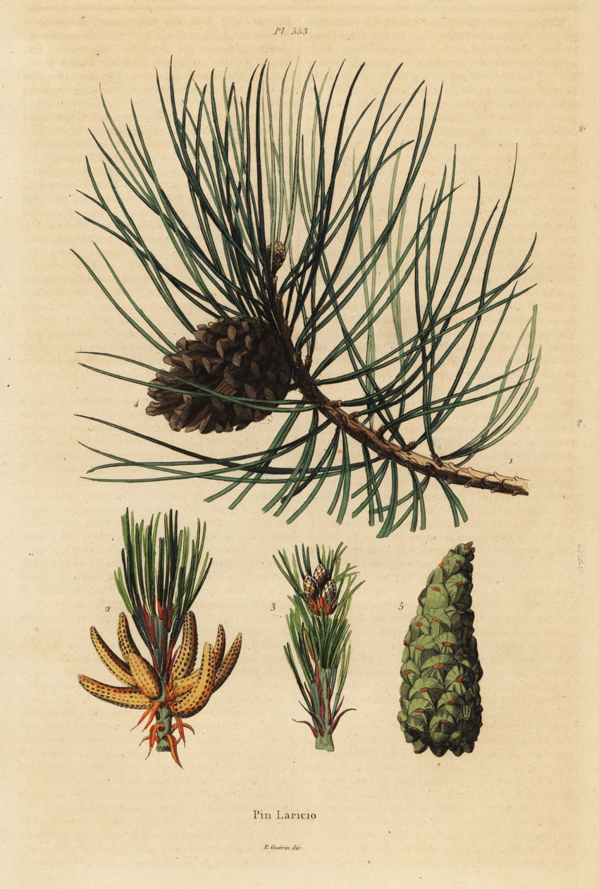 Pinheiro larício da Córsega, Pinus nigra subsp de Unbekannt