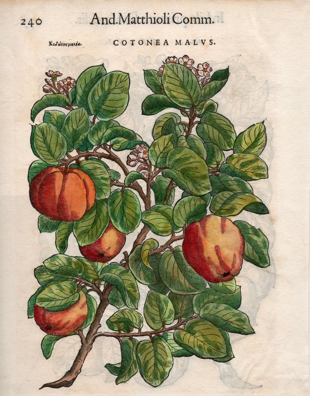 Cotonea Malvs. de Pietro Andrea Mattioli