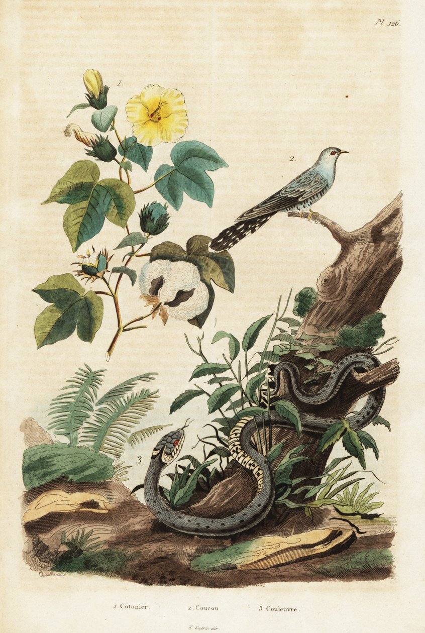Algodão, cuco e cobra gramínea,1834-1839 (gravura) de Unbekannter Künstler