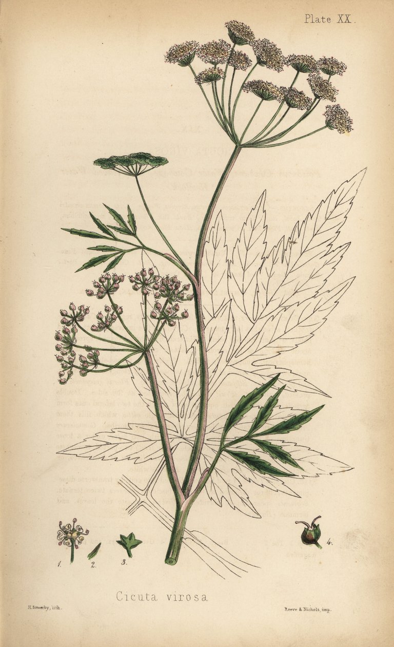 Cicuta virosa, a cicuta das águas. Litografia colorida à mão por Henry Sowerby da Flora Homeopathica de Edward Hamilton, Bailliere, Londres de Unbekannter Künstler