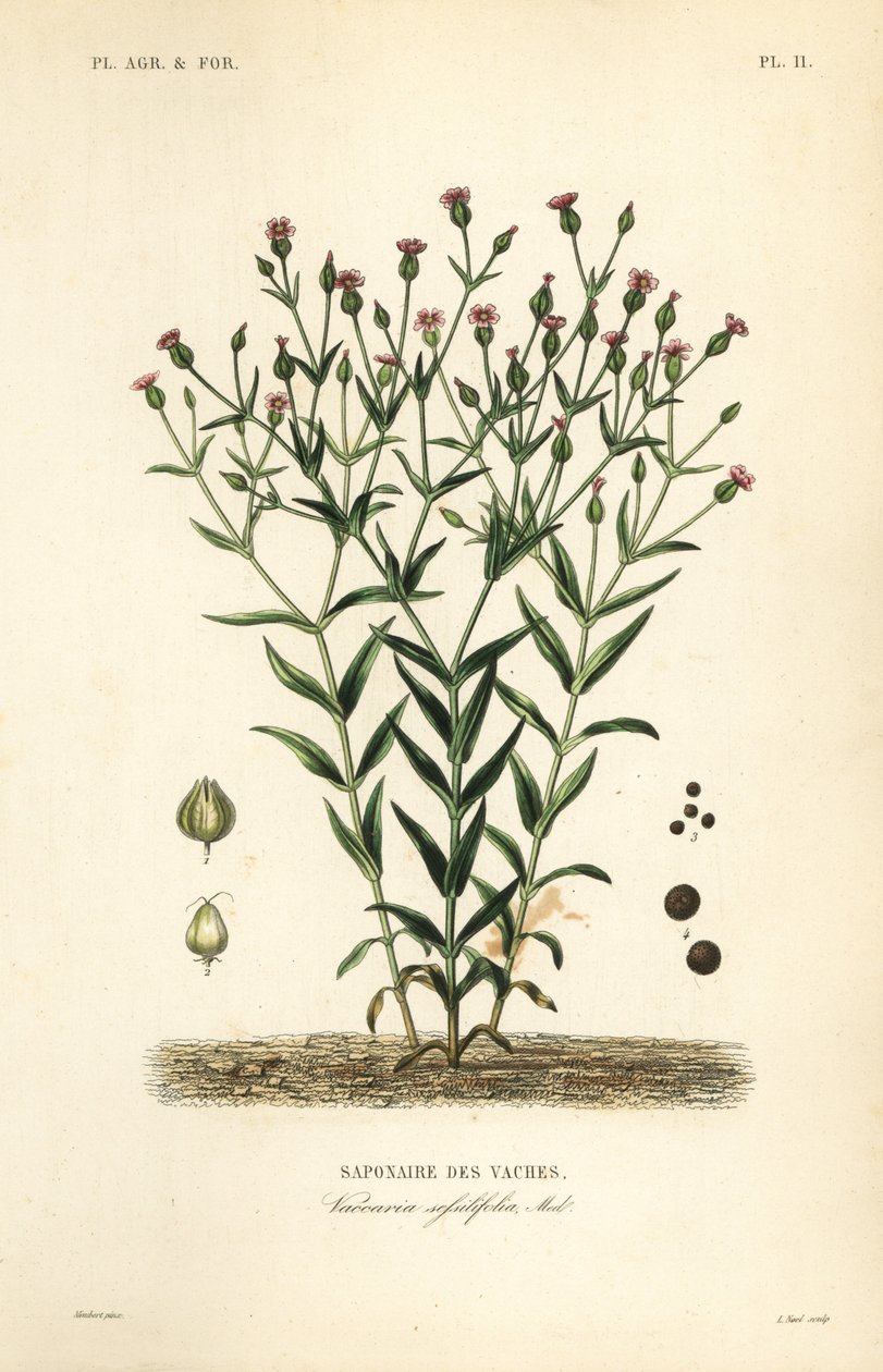 Cowherb, Vaccaria hispanica, Vaccaria sessilifolia, Saponaire des Vaches de Unbekannt
