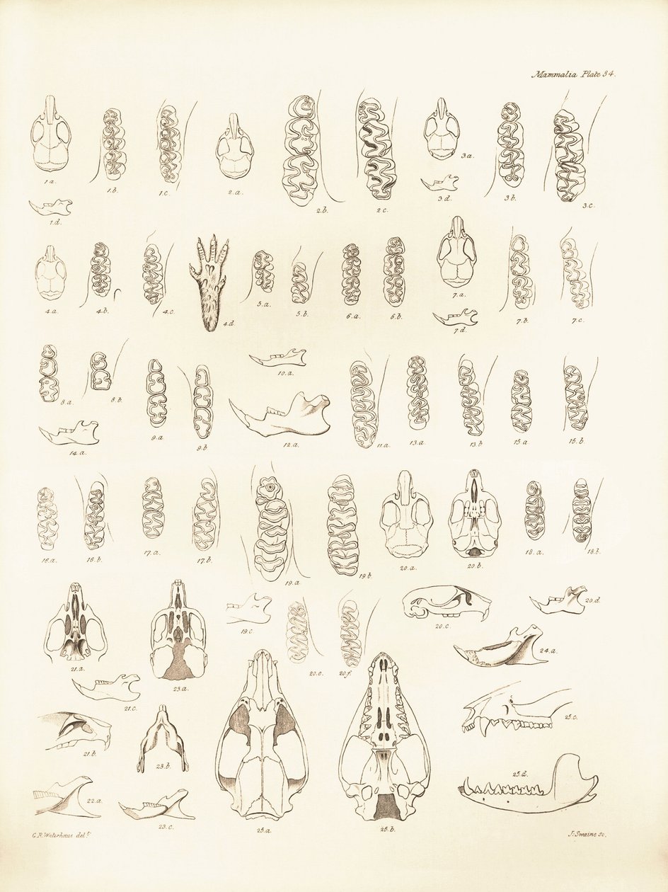 Gruas e dentes de vários tipos de roedores descritos por Charles Darwin durante a sua viagem de exploração a bordo do Beagle. Placa de "The Zoology of the voyage of H.M.S. Beagle under the command of Captain Fitzroy during the years 1832 to 1836 edited and de Unbekannter Künstler